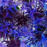 Fleurs commestibles de centaurea montana