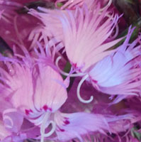 Fleurs commestible de dianthus